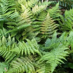 Autumn Fern (Dryopteris Erythrosora) - 10 Pack Of Quart Pots 15 Autumn Fern (Dryopteris Erythrosora) - 10 Pack Of Quart Pots -Outlet Aegis Garden Store Fern Autumn Summer 1