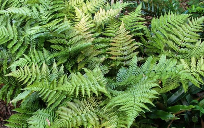 Autumn Fern (Dryopteris Erythrosora) - 10 Pack Of Quart Pots 9 Autumn Fern (Dryopteris Erythrosora) - 10 Pack Of Quart Pots - Image 7