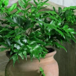 Japanese Holly Fern - Cyrtomium Falcatum 'Rochfordianum' - 2.5 Quart Pot 11 Japanese Holly Fern - Cyrtomium Falcatum 'Rochfordianum' - 2.5 Quart Pot -Outlet Aegis Garden Store Fern Japanese Holly 8