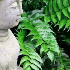 Japanese Holly Fern - Cyrtomium Falcatum 'Rochfordianum' - 2.5 Quart Pot 12 Japanese Holly Fern - Cyrtomium Falcatum 'Rochfordianum' - 2.5 Quart Pot -Outlet Aegis Garden Store Fern Japanese Holly 9