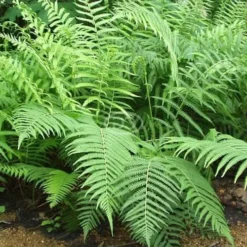 Southern Wood Fern (Thelypteris Kunthii) - 5 Pack Of Quart Pots -Outlet Aegis Garden Store Fern Southern Wood Kunthii 3 2