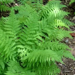 Southern Wood Fern (Thelypteris Kunthii) - 5 Pack Of Quart Pots -Outlet Aegis Garden Store Fern Southern Wood Kunthii 5