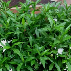 Radicans Creeping Dwarf Gardenia - 3 Gallon Pot -Outlet Aegis Garden Store Gardenia Radicans 53