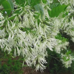 Grancy Graybeard - White Fringe Tree - 7 Gallon Pot (2-3') -Outlet Aegis Garden Store Grancy Graybeard Tree 30 2