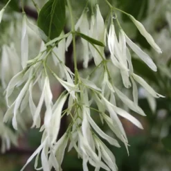 Grancy Graybeard - White Fringe Tree - 7 Gallon Pot (2-3') -Outlet Aegis Garden Store Grancy Graybeard Tree 32 2