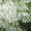 Grancy Graybeard - White Fringe Tree - 3 Gallon Pot -Outlet Aegis Garden Store Grancy Graybeard Tree Flowers 21 500x750 2