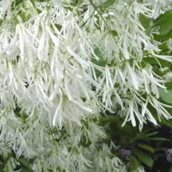 Grancy Graybeard - White Fringe Tree - 3 Gallon Pot