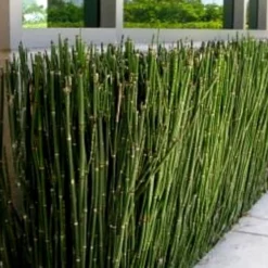 Horsetail Reed Grass - Equisetum Hyemale - 6 Pack Of 1 Gallon Pots -Outlet Aegis Garden Store Grass Horsetail 2