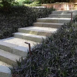 Black Mondo Grass (Ophiopogon Planiscapus 'Nigrescens') - 5 Pack Of Quart Pots 12 Black Mondo Grass (Ophiopogon Planiscapus 'Nigrescens') - 5 Pack Of Quart Pots -Outlet Aegis Garden Store Grass Mondo Black 3