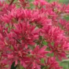 Temple Of Bloom Seven-son Flower (Heptacodium Miconioides) - 3 Pack Of Quart Pots -Outlet Aegis Garden Store Heptacodium Temple Of Bloom 1 3