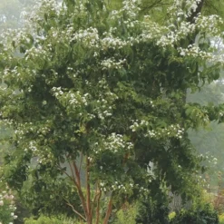 Temple Of Bloom Seven-son Flower (Heptacodium Miconioides) - 5 Gallon Pot -Outlet Aegis Garden Store Heptacodium Temple Of Bloom 3