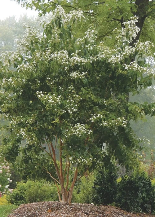 Temple Of Bloom Seven-son Flower (Heptacodium Miconioides) - 3 Pack Of Quart Pots 8 Temple Of Bloom Seven-son Flower (Heptacodium Miconioides) - 3 Pack Of Quart Pots - Image 6