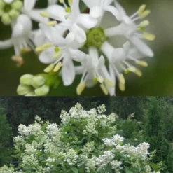 Temple Of Bloom Seven-son Flower (Heptacodium Miconioides) - 5 Gallon Pot -Outlet Aegis Garden Store Heptacodium Temple Of Bloom 5