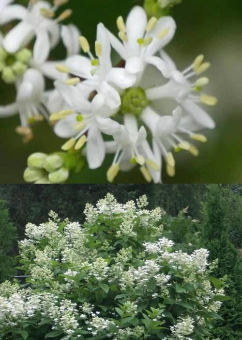 Temple Of Bloom Seven-son Flower (Heptacodium Miconioides) - 3 Pack Of Quart Pots 7 Temple Of Bloom Seven-son Flower (Heptacodium Miconioides) - 3 Pack Of Quart Pots - Image 5