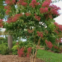 Temple Of Bloom Seven-son Flower (Heptacodium Miconioides) - 3 Pack Of Quart Pots 12 Temple Of Bloom Seven-son Flower (Heptacodium Miconioides) - 3 Pack Of Quart Pots -Outlet Aegis Garden Store Heptacodium Temple Of Bloom 8 3