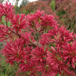 Temple Of Bloom Seven-son Flower (Heptacodium Miconioides) - 3 Pack Of Quart Pots 15 Temple Of Bloom Seven-son Flower (Heptacodium Miconioides) - 3 Pack Of Quart Pots -Outlet Aegis Garden Store Heptacodium Temple of Bloom 2 3