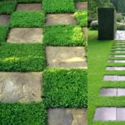 Dwarf Rupturewort Green Carpet (Herniaria Glabra) - 10 Pack Of Pint Pots -Outlet Aegis Garden Store Herniaria Dwarf Rutpurewort 2 1