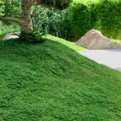 Dwarf Rupturewort Green Carpet (Herniaria Glabra) - 10 Pack Of Pint Pots -Outlet Aegis Garden Store Herniaria Dwarf Rutpurewort 25 1