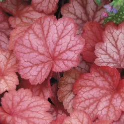 Georgia Peach Heuchera (Coral Bells) -3 Pack Of Quart Pots -Outlet Aegis Garden Store Heuchara Georgia Peach 2