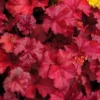 Fire Chief Heuchera (Coral Bells) - 10 Pack Of Quart Pots 2 Fire Chief Heuchera (Coral Bells) - 10 Pack Of Quart Pots -Outlet Aegis Garden Store Heuchera Fire Chief 1
