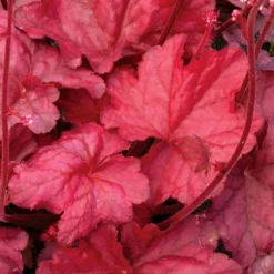 Fire Chief Heuchera (Coral Bells) - 10 Pack Of Quart Pots 10 Fire Chief Heuchera (Coral Bells) - 10 Pack Of Quart Pots -Outlet Aegis Garden Store Heuchera Fire Chief 2