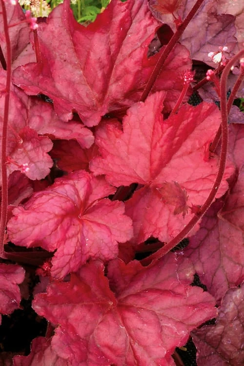 Fire Chief Heuchera (Coral Bells) - 10 Pack Of Quart Pots 6 Fire Chief Heuchera (Coral Bells) - 10 Pack Of Quart Pots - Image 4