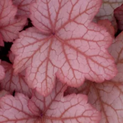 Georgia Peach Heuchera (Coral Bells) -3 Pack Of Quart Pots -Outlet Aegis Garden Store Heuchera Georgia Peach 10