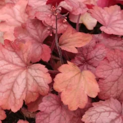 Georgia Peach Heuchera (Coral Bells) -3 Pack Of Quart Pots -Outlet Aegis Garden Store Heuchera Georgia Peach 11