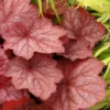 Georgia Peach Heuchera (Coral Bells) -3 Pack Of Quart Pots 1 Georgia Peach Heuchera (Coral Bells) -3 Pack Of Quart Pots -Outlet Aegis Garden Store Heuchera Georgia Peach 12