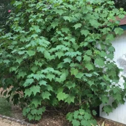 Confederate Rose Hibiscus (Rose Mallow) - 6 Pack Of Quart Pots 11 Confederate Rose Hibiscus (Rose Mallow) - 6 Pack Of Quart Pots -Outlet Aegis Garden Store Hibiscus Confederate Rose Shrub 1 500x700 1