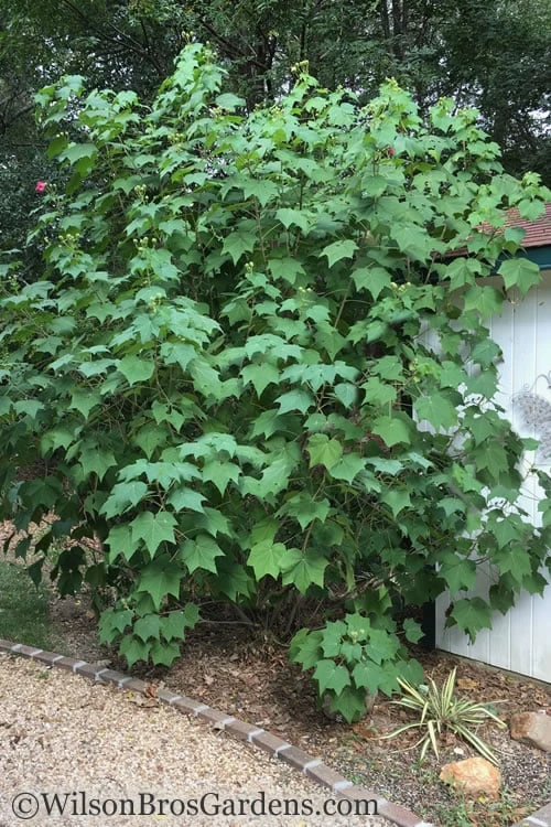 Confederate Rose Hibiscus (Rose Mallow) - 6 Pack Of Quart Pots 6 Confederate Rose Hibiscus (Rose Mallow) - 6 Pack Of Quart Pots - Image 4