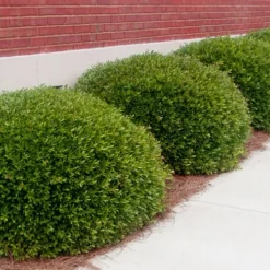 Bordeaux Dwarf Yaupon Holly - 3 Gallon Pot -Outlet Aegis Garden Store Holly Bordeaux 11 1