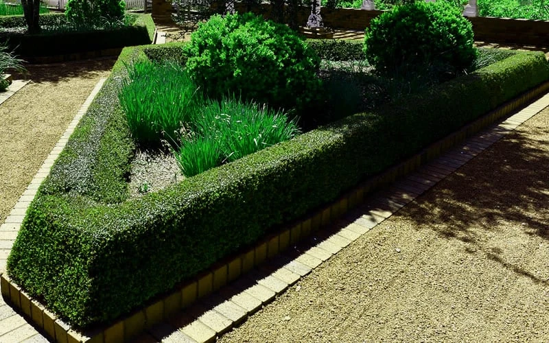 Bordeaux Dwarf Yaupon Holly - 1 Gallon Pot 7 Bordeaux Dwarf Yaupon Holly - 1 Gallon Pot - Image 5