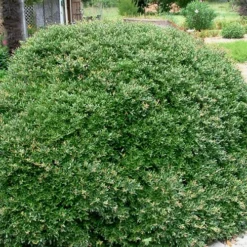 Bordeaux Dwarf Yaupon Holly - 1 Gallon Pot 14 Bordeaux Dwarf Yaupon Holly - 1 Gallon Pot -Outlet Aegis Garden Store Holly Bordeaux 13