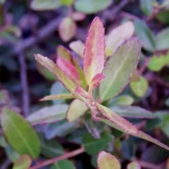 Bordeaux Dwarf Yaupon Holly - 1 Gallon Pot 15 Bordeaux Dwarf Yaupon Holly - 1 Gallon Pot -Outlet Aegis Garden Store Holly Bordeaux Dwarf Yaupon NewGrowth