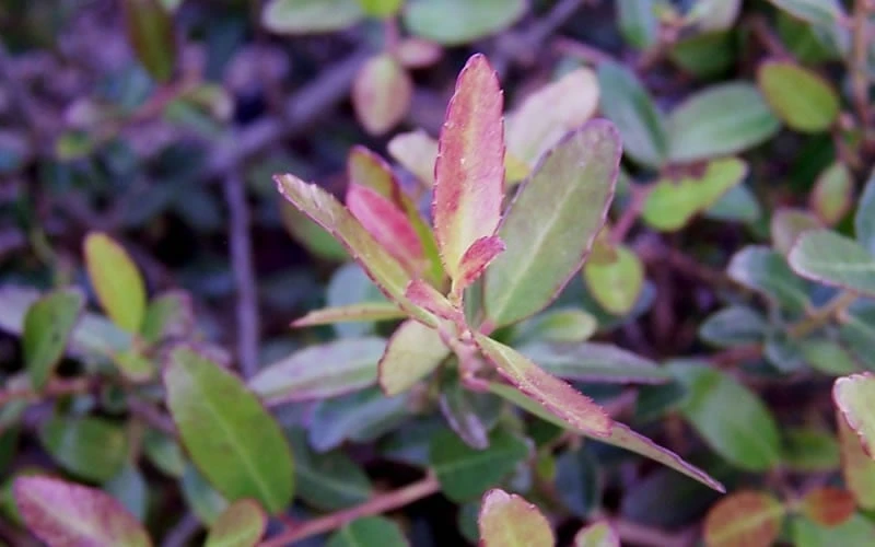 Bordeaux Dwarf Yaupon Holly - 1 Gallon Pot 9 Bordeaux Dwarf Yaupon Holly - 1 Gallon Pot - Image 7