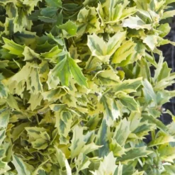 Golden Oakland Holly - 7 Gallon Pot -Outlet Aegis Garden Store Holly Golden Oakland 1 1