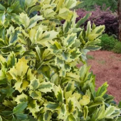 Golden Oakland Holly - 7 Gallon Pot -Outlet Aegis Garden Store Holly Golden Oakland 2 1