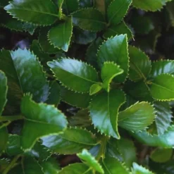 Liberty Holly - 3 Gallon Pot -Outlet Aegis Garden Store Holly Liberty 9