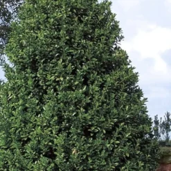 Oakland Holly - 1 Gallon Pot -Outlet Aegis Garden Store Holly Oakland 11