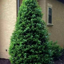 Oakland Holly - 1 Gallon Pot -Outlet Aegis Garden Store Holly Oakland 12