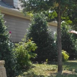 Oakland Holly - 3 Gallon Pot -Outlet Aegis Garden Store Holly Oakland 13 1