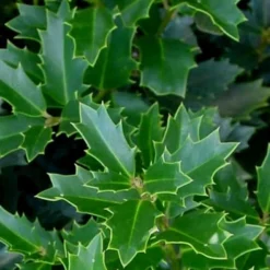 Oakland Holly - 3 Gallon Pot