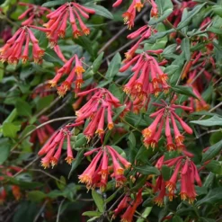 Alabama Crimson Red Trumpet Honeysuckle - 1 Gallon Pot