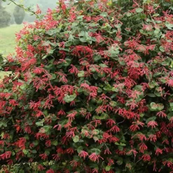Alabama Crimson Red Trumpet Honeysuckle - 1 Gallon Pot -Outlet Aegis Garden Store Honeysuckle Alabama Crimson 2