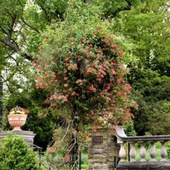 Alabama Crimson Red Trumpet Honeysuckle - 1 Gallon Pot -Outlet Aegis Garden Store Honeysuckle Alabama Crimson 3