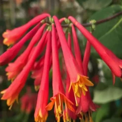 Alabama Crimson Red Trumpet Honeysuckle - 1 Gallon Pot -Outlet Aegis Garden Store Honeysuckle Alabama Crimson 4