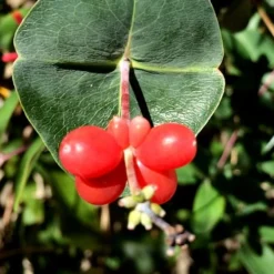 Alabama Crimson Red Trumpet Honeysuckle - 1 Gallon Pot -Outlet Aegis Garden Store Honeysuckle Coral 6