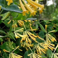 John Clayton Yellow Honeysuckle Vine - 2 Gallon Pot -Outlet Aegis Garden Store Honeysuckle John Clayton 2