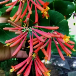 Major Wheeler Red Trumpet Honeysuckle - 1 Gallon Pot (On Trellis) 18 Major Wheeler Red Trumpet Honeysuckle - 1 Gallon Pot (On Trellis) -Outlet Aegis Garden Store Honeysuckle Major Wheeler 23